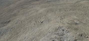 Wildlife Photography Around Dolpo