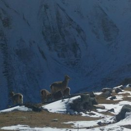 Documentary Photography Expedition – Langtang & Gosaikunda Region